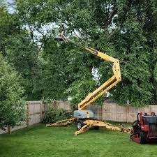 Best Tree Risk Assessment  in Fair Oaks, CA